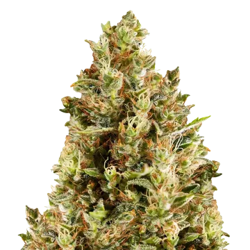 Forbidden Fruit cannabisplant