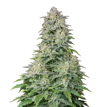Forbidden Runtz Auto cannabisplant