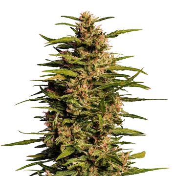 Fruity Pebbles cannabisplant