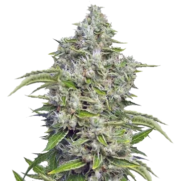 Future #1 cannabisplant