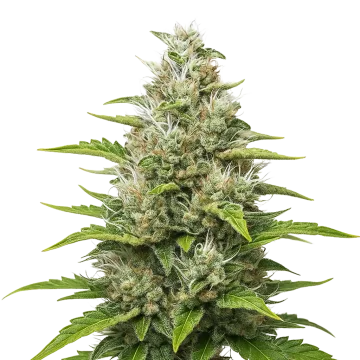 Future #1 Auto cannabisplant