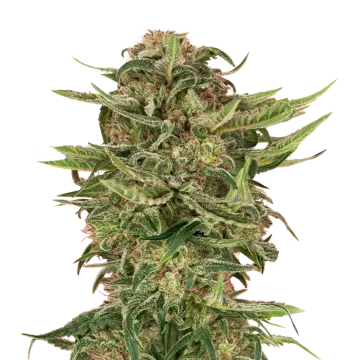 G13 cannabisplant
