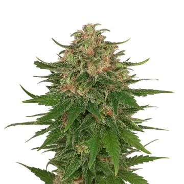 G13 Auto cannabisplant