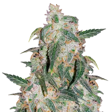 Gary Payton cannabisplant