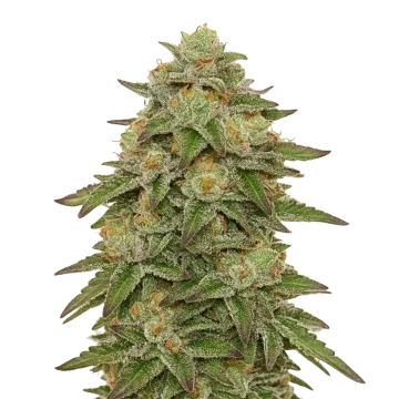 Gelato Auto cannabisplant