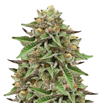 Gelato cannabisplant