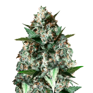 Gelonade cannabisplant
