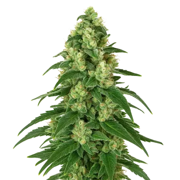 Girl Scout Cookies Auto cannabisplant