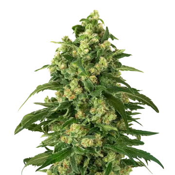 Girl Scout Cookies cannabisplant