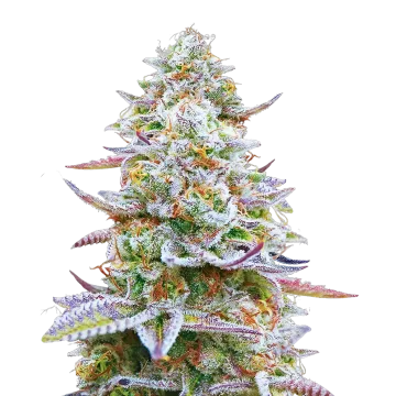 Glitter Bomb cannabisplant