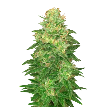 Glookies Auto cannabisplant