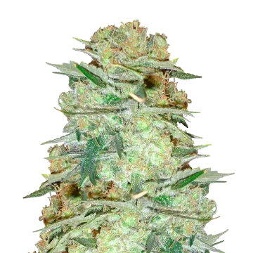 Glookies cannabisplant