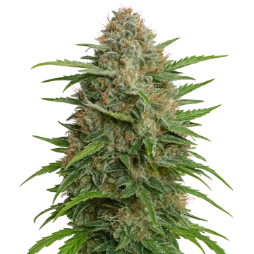 GMO Cookies Auto cannabisplant