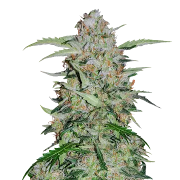 GMO Cookies cannabisplant