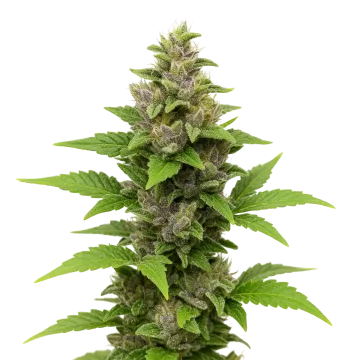 Godfather OG Auto cannabisplant