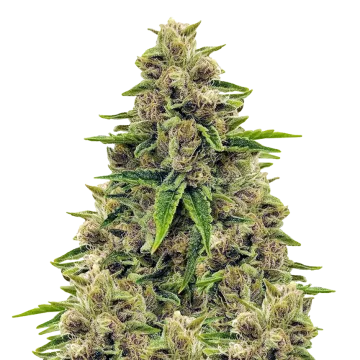 Godfather OG cannabisplant
