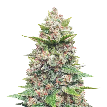 God's Gift cannabisplant