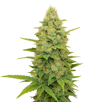 Gold Leaf Auto cannabisplant