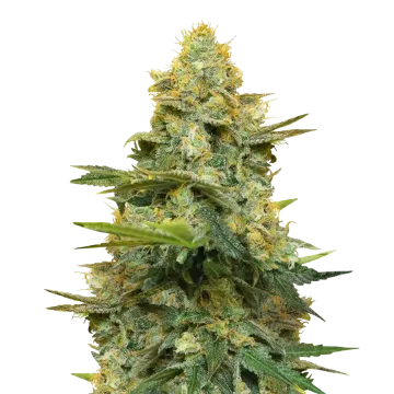 Gold Leaf cannabisplant