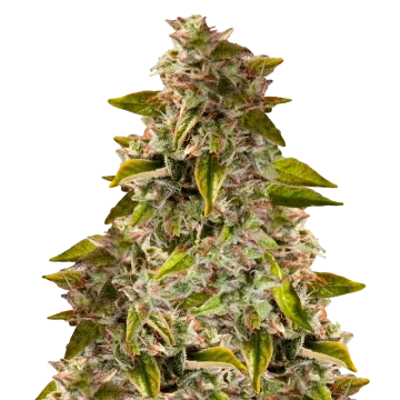 Golden Goat cannabisplant