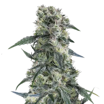 Gorilla Cookies cannabisplant