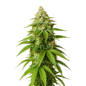 Gorilla Glue Auto cannabisplant
