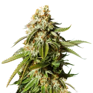 Gorilla Glue cannabisplant