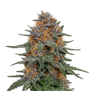 Granddaddy Purple Auto cannabisplant
