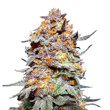 Granddaddy Purple cannabisplant