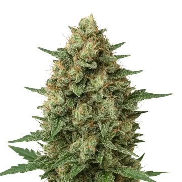 Grape Ape Auto cannabisplant