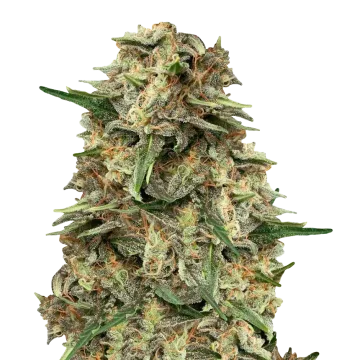 Grape Ape cannabisplant