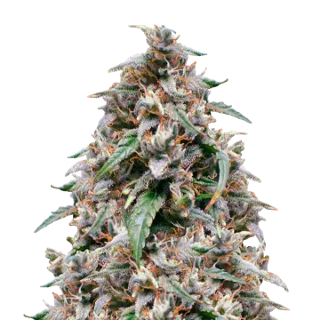 Grease Monkey cannabisplant