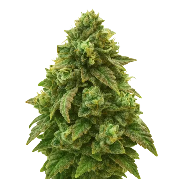 Green Crack Auto cannabisplant