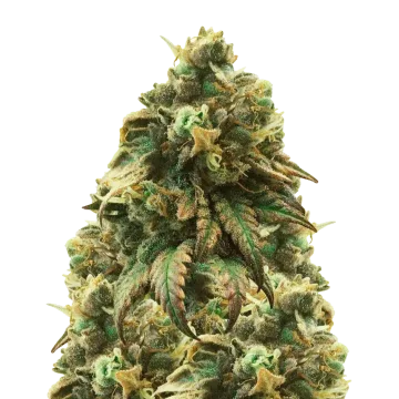 Green Crack cannabisplant