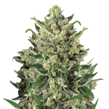 Green Poison cannabisplant