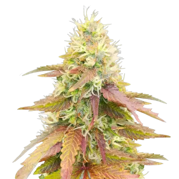 Gumbo cannabisplant