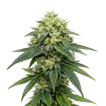 Gush Mints Auto cannabisplant