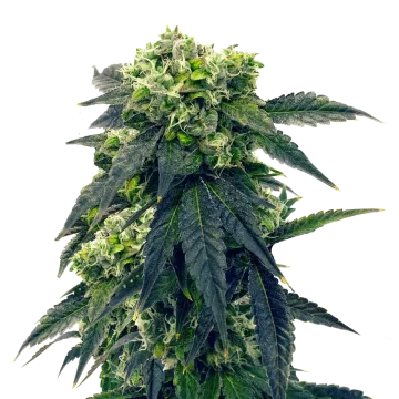 Gush Mints cannabisplant