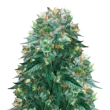 Harlequin cannabisplant