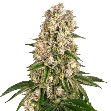 Hash Plant cannabisplant