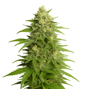 Haze Auto cannabisplant