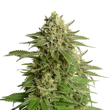 Haze #1 cannabisplant