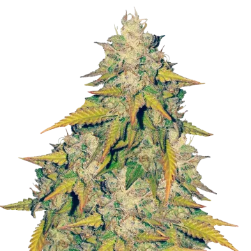 Headband cannabisplant