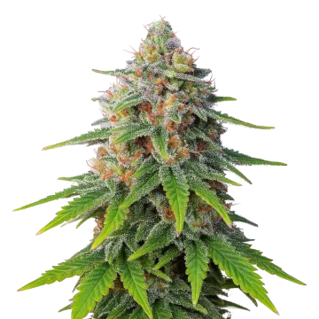 Hellfire OG Auto cannabisplant