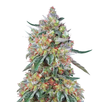 Hellfire OG cannabisplant
