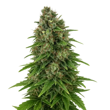 Hindu Kush Auto cannabisplant