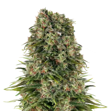 Hindu Kush cannabisplant