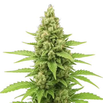 Humboldt Auto cannabisplant