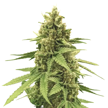 Humboldt cannabisplant