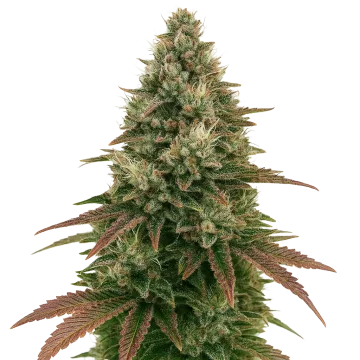 Ice Cream Cake Auto